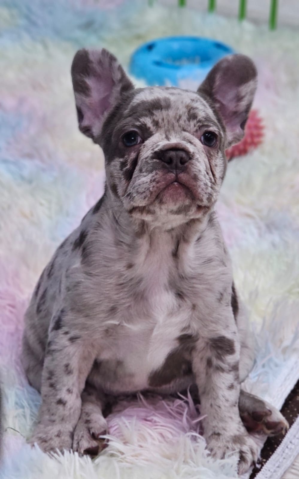 Image of french bulldog puppy